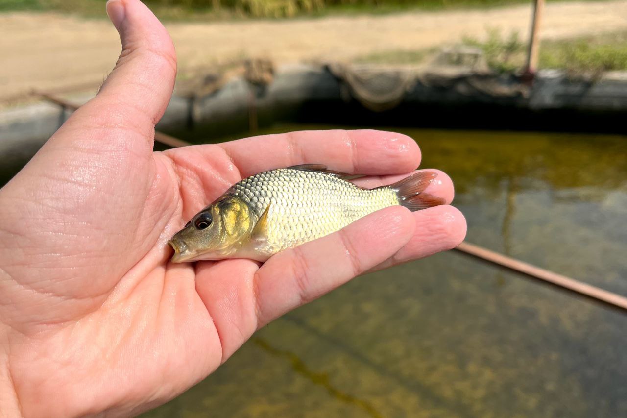 بچه ماهی کپور پرورشی 01