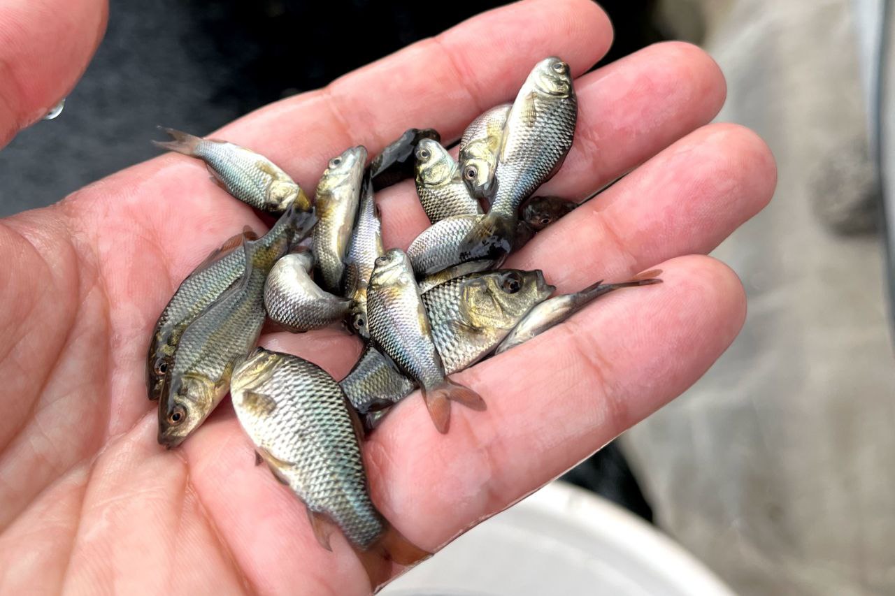 بچه ماهی کپور پرورشی 02