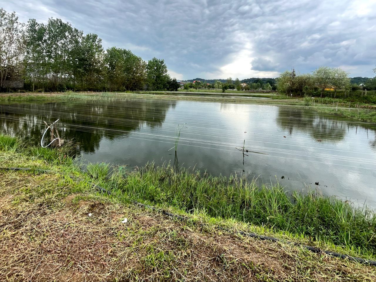 بچه ماهی کپور پرورشی 03