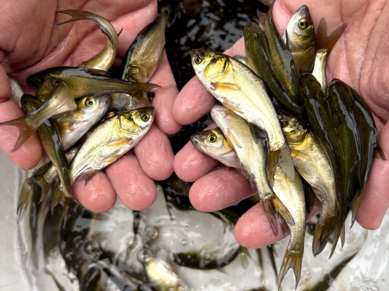 بچه ماهی کپور پرورشی 04