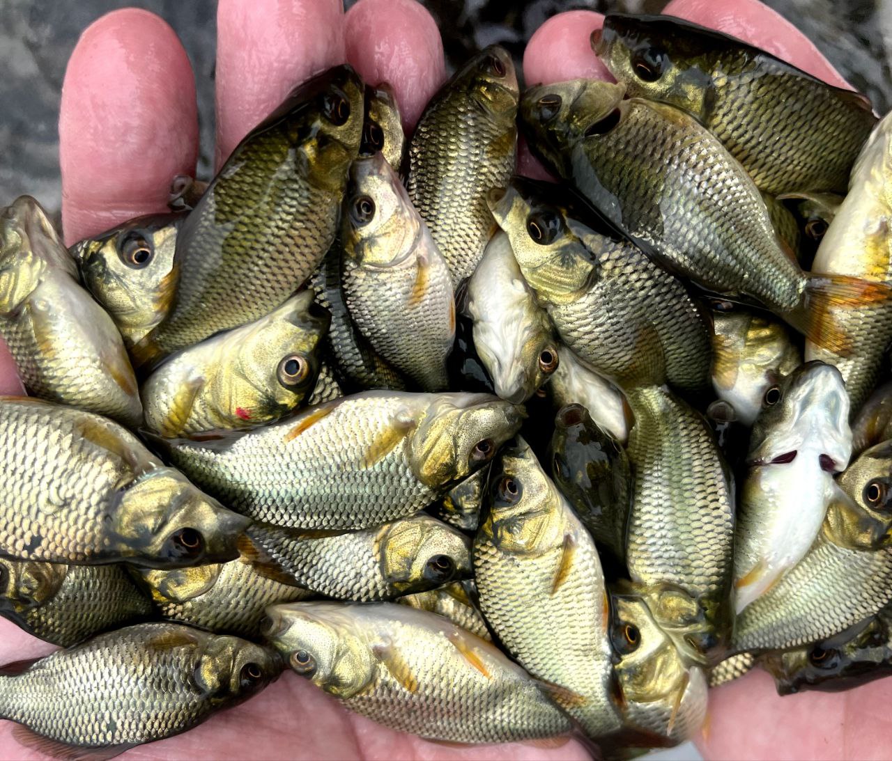 بچه ماهی کپور پرورشی