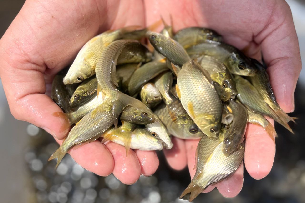 خرید بچه ماهی 01