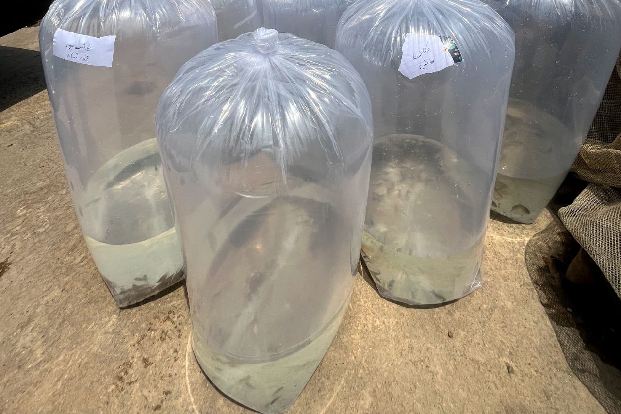 خرید بچه ماهی 02