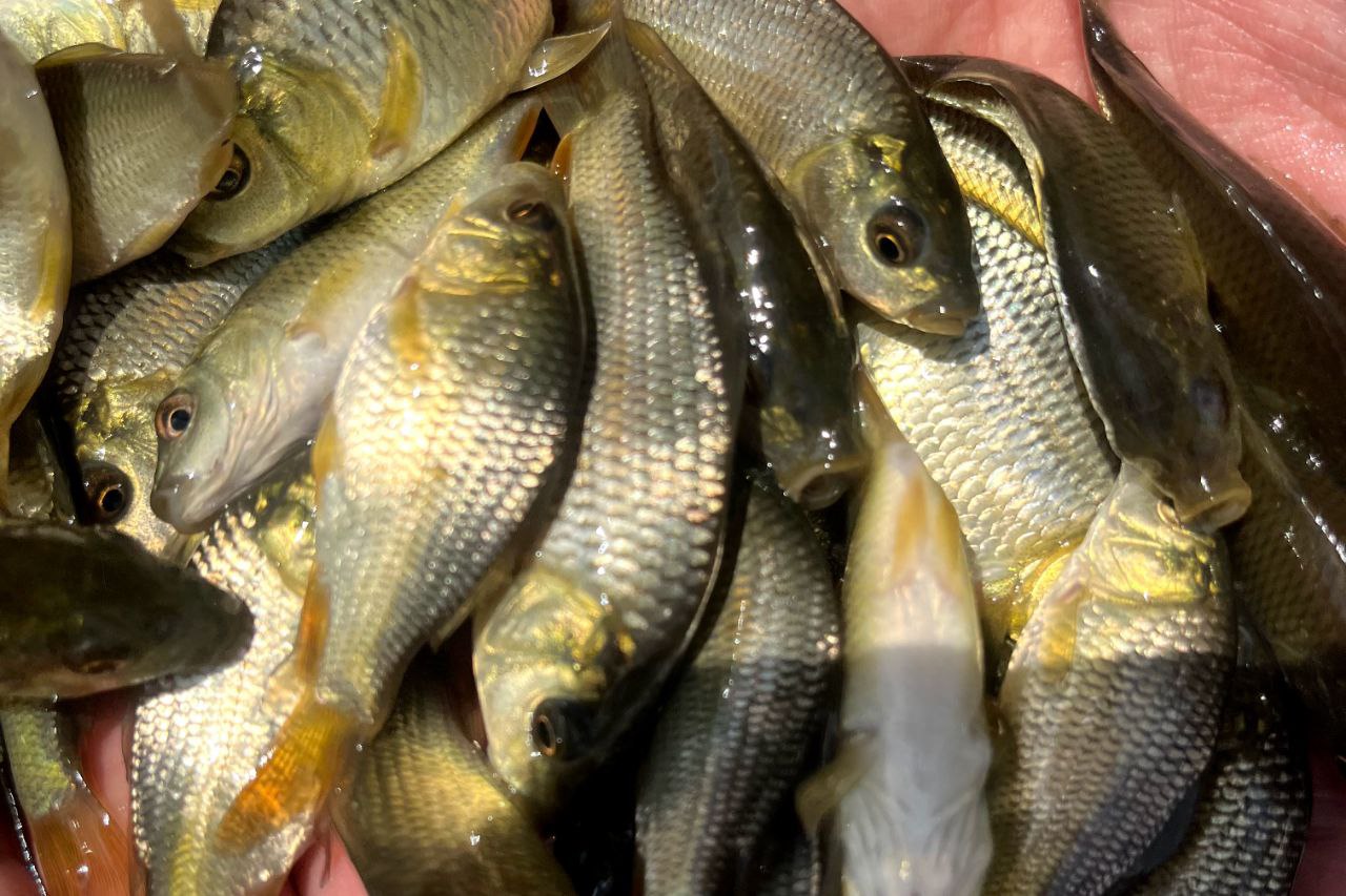 خرید بچه ماهی 03