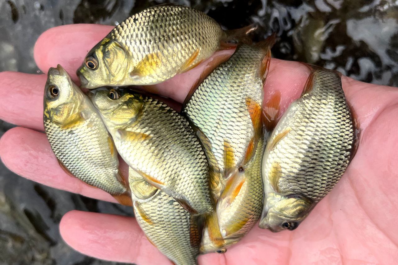 خرید بچه ماهی کپور 03