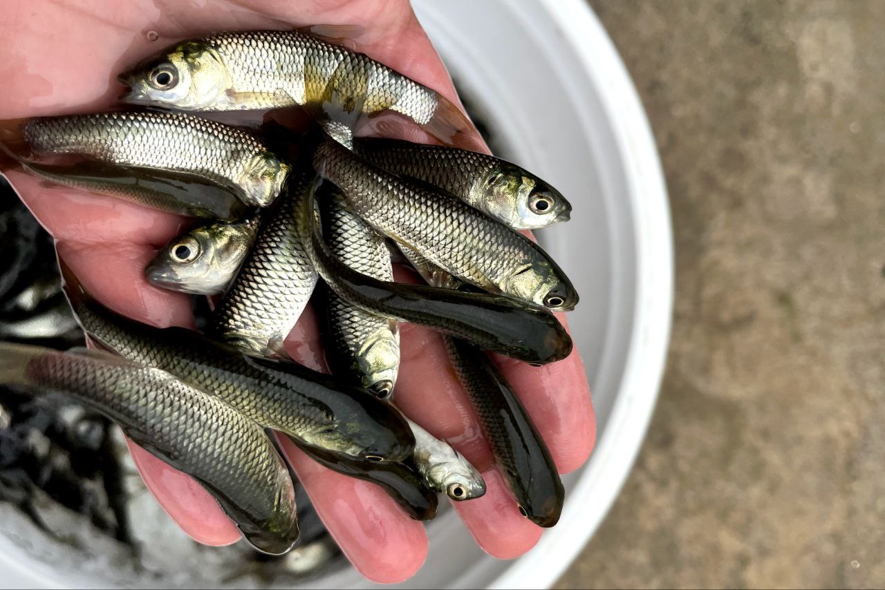 خرید بچه ماهی 04