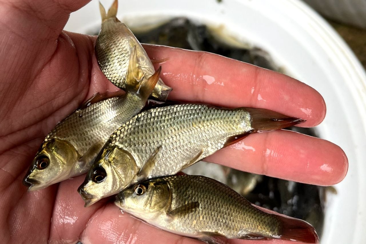 خرید بچه ماهی