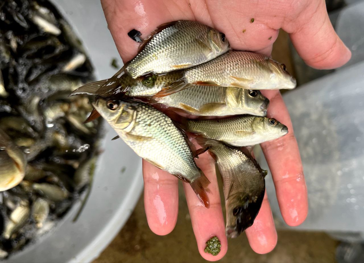 پرورش بچه ماهی 01