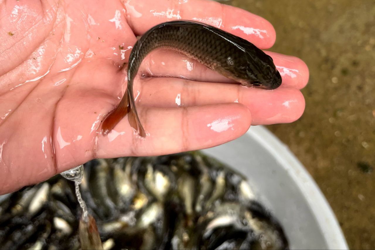 پرورش بچه ماهی 02