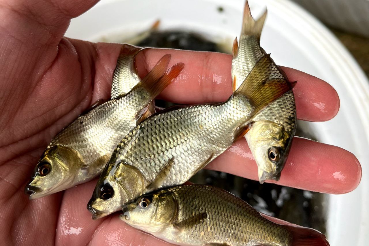 پرورش بچه ماهی