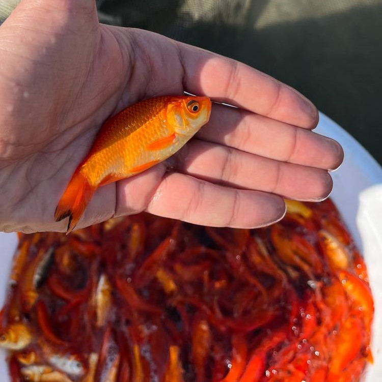 بچه ماهی قرمز 01