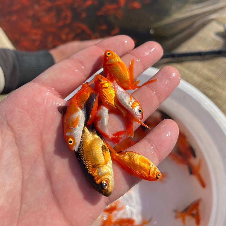 بچه ماهی قرمز 02