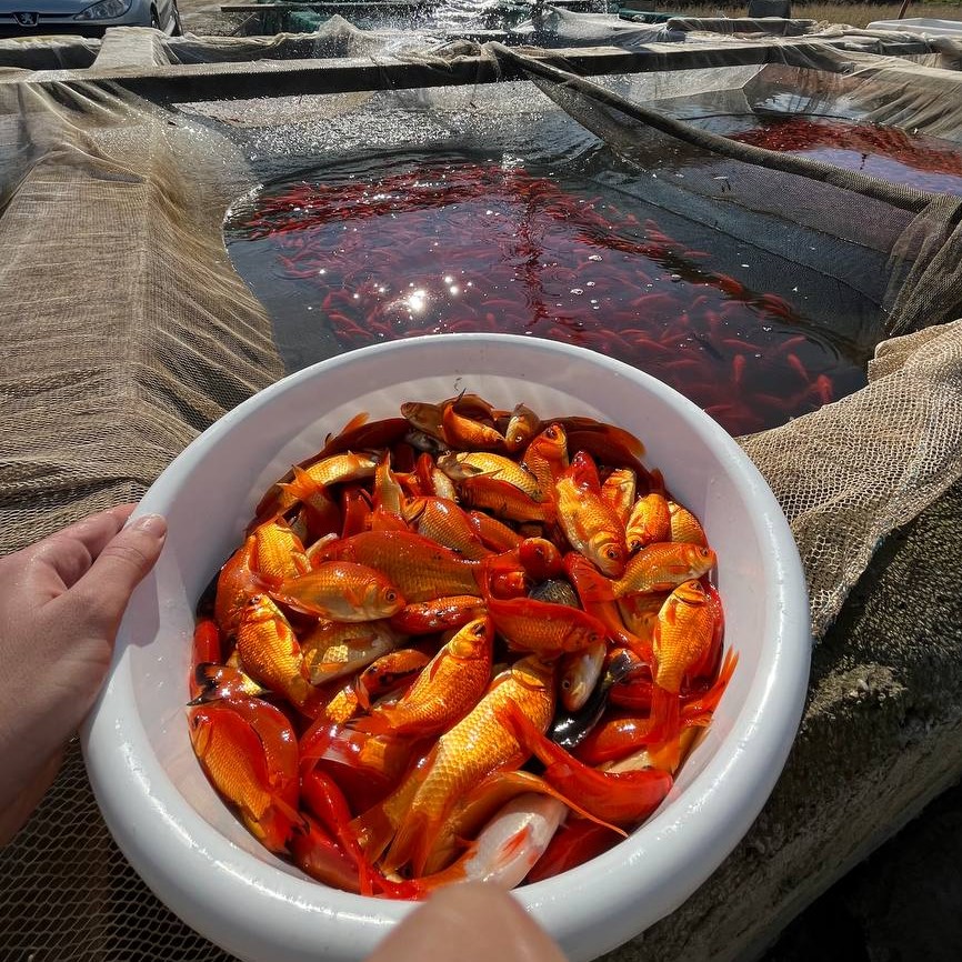 بچه ماهی قرمز 03