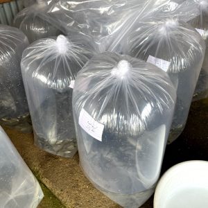 خوراک ماهی 02
