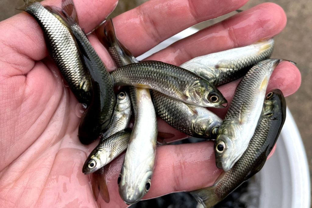 پرورش ماهی در استخر ذخیره آب کشاورزی 01