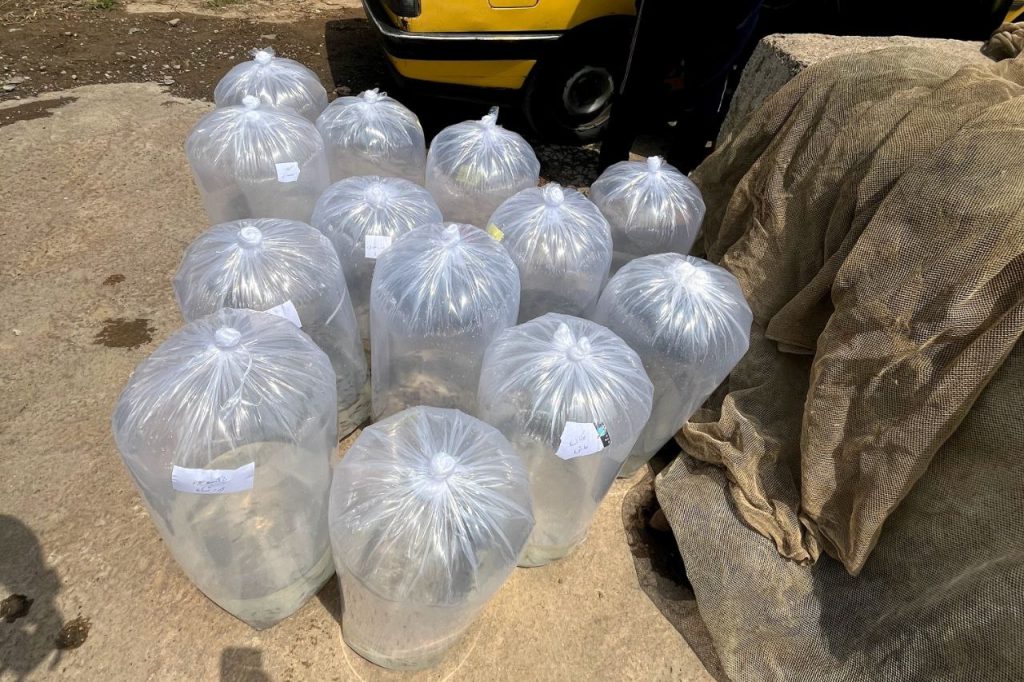 پرورش ماهی در استخر ذخیره آب کشاورزی 03