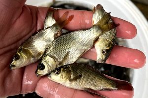 پرورش ماهی در استخر ذخیره آب کشاورزی