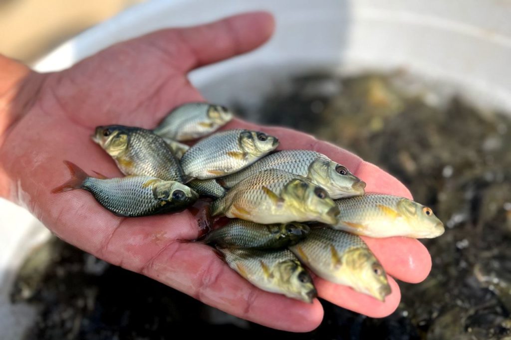 کود دهی ماهی کپور 01