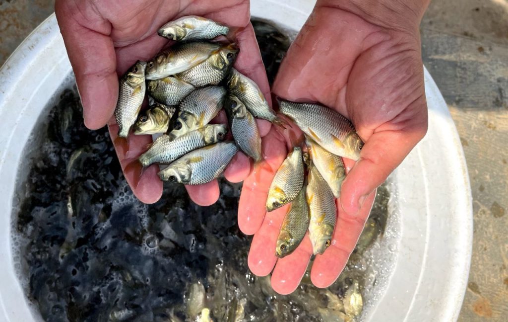 کود دهی ماهی کپور 02