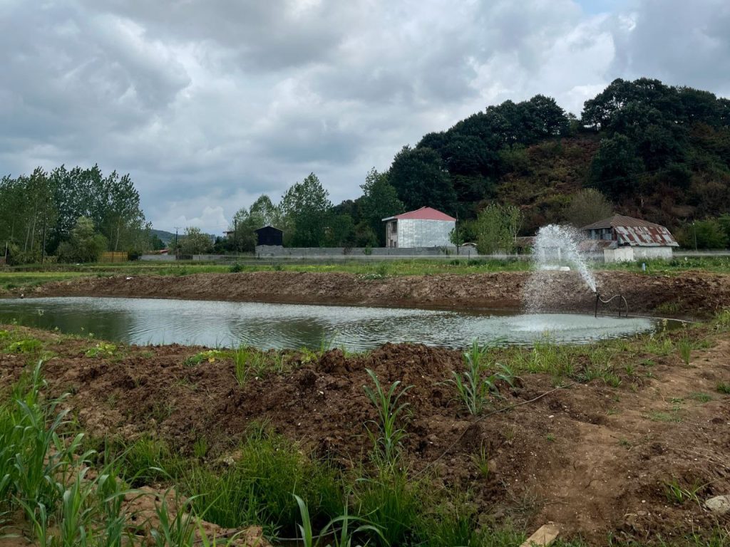 کود دهی ماهی کپور 03