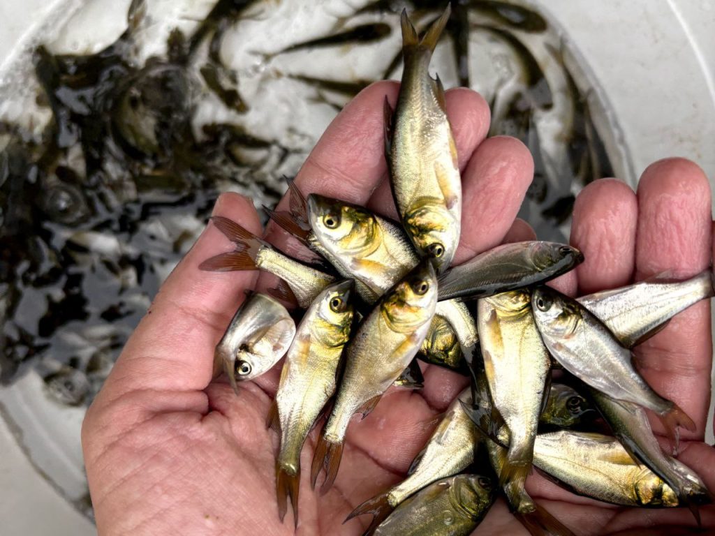 کود دهی ماهی کپور 04