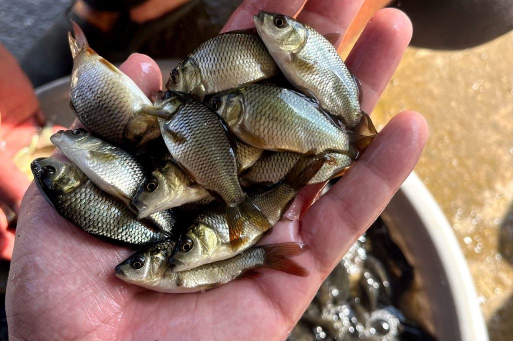 تفاوت تغذیه خوراک سنتی با خوراک شرکتی در پرورش ماهی 01