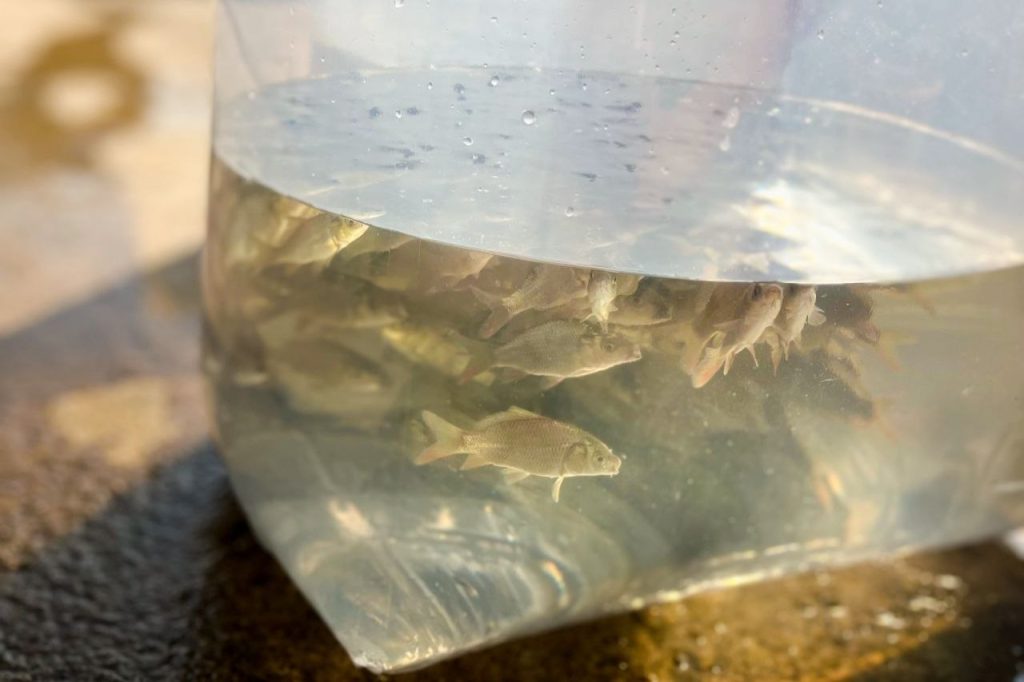 تفاوت تغذیه خوراک سنتی با خوراک شرکتی در پرورش ماهی 02