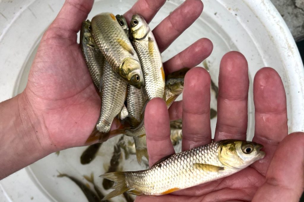 تفاوت تغذیه خوراک سنتی با خوراک شرکتی در پرورش ماهی 03