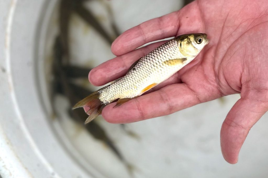 تفاوت تغذیه خوراک سنتی با خوراک شرکتی در پرورش ماهی 04