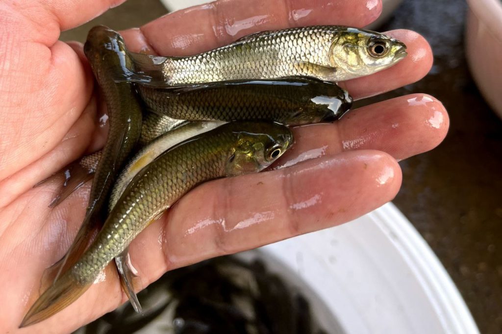 تفاوت تغذیه خوراک سنتی با خوراک شرکتی در پرورش ماهی 05