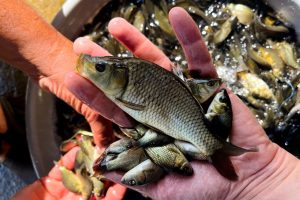 تفاوت تغذیه خوراک سنتی با خوراک شرکتی در پرورش ماهی