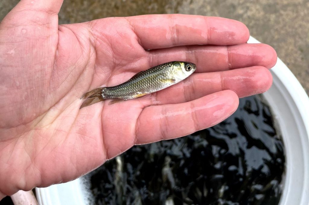 تفاوت میان استخر سیمانی، خاکی و ژئوممبران 01