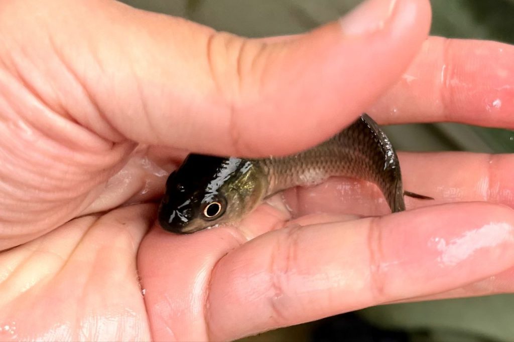 تفاوت میان استخر سیمانی، خاکی و ژئوممبران 02