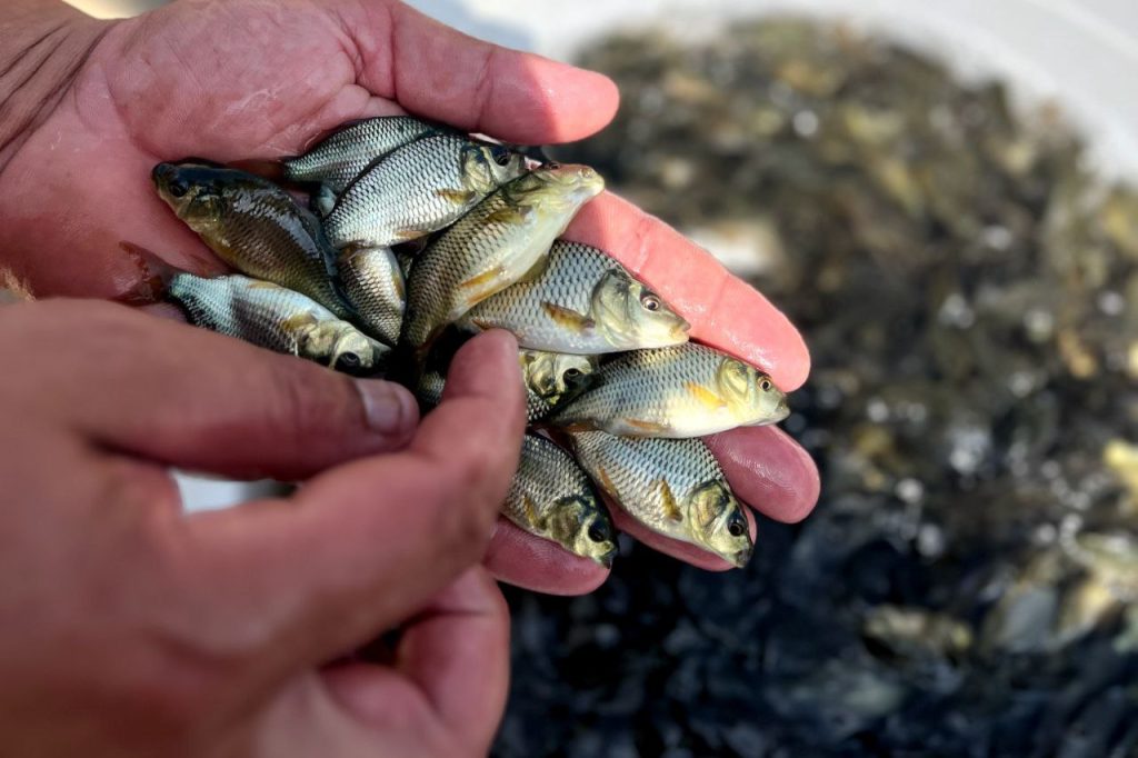 تفاوت میان استخر سیمانی، خاکی و ژئوممبران 04