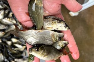 تفاوت میان استخر سیمانی، خاکی و ژئوممبران