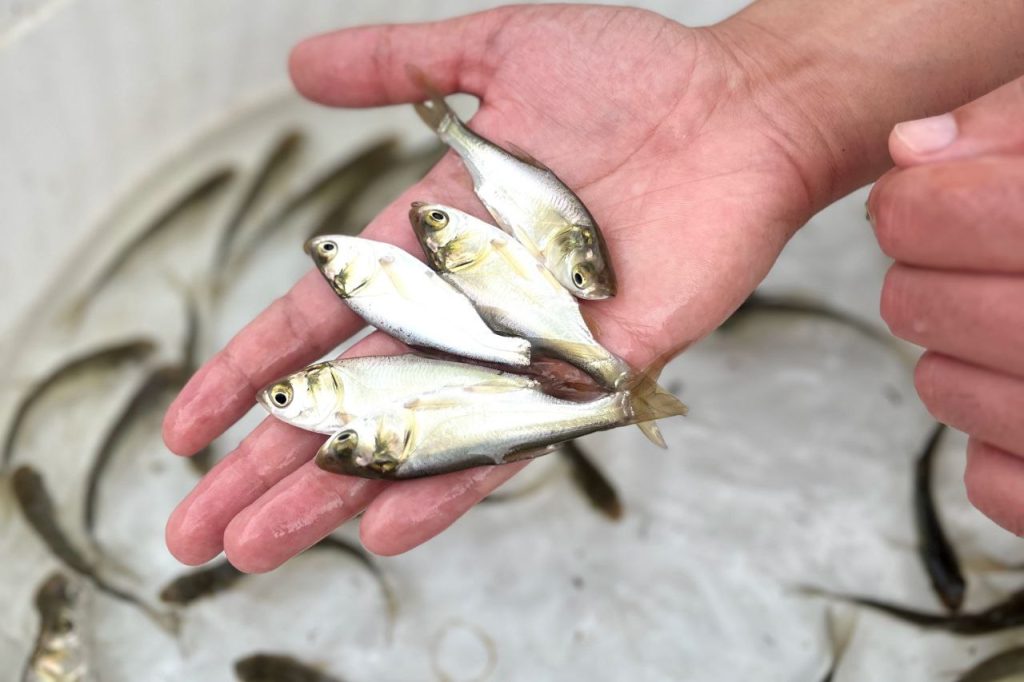 سیستم پرورش ماهی آکواپونیک 01