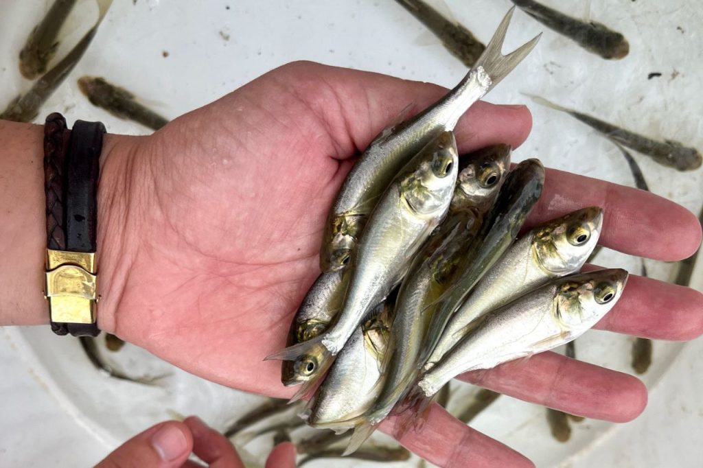 سیستم پرورش ماهی آکواپونیک 02