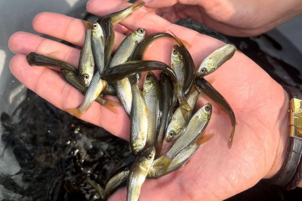 سیستم پرورش ماهی آکواپونیک 03