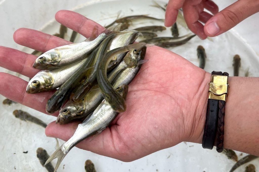 سیستم پرورش ماهی آکواپونیک 04