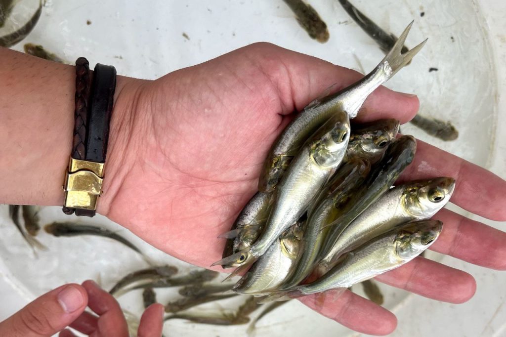 سیستم پرورش ماهی آکواپونیک 05