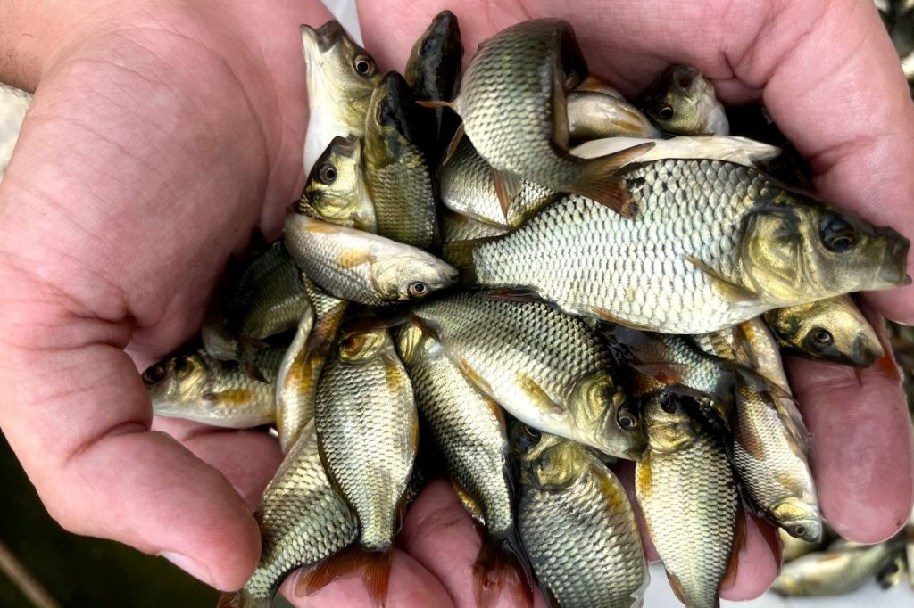 سیستم پرورش ماهی آکواپونیک