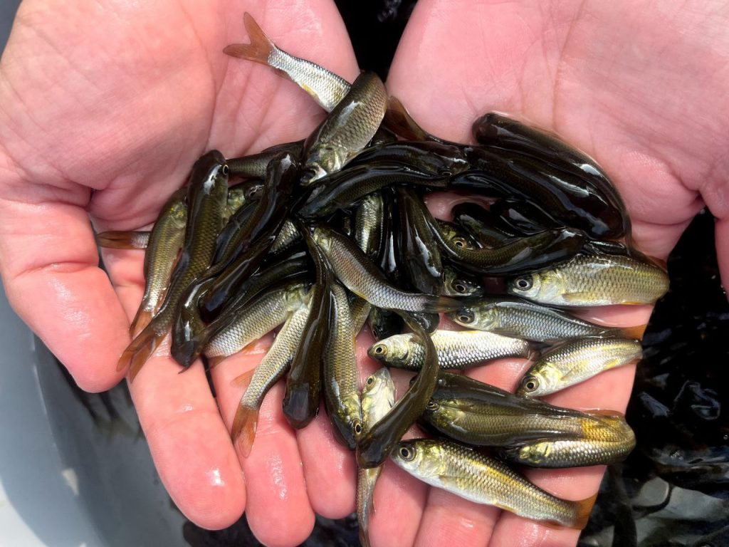 سیستم پرورش ماهی مداربسته 02