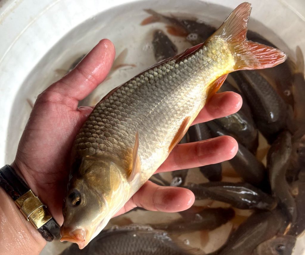 سیستم پرورش ماهی مداربسته 03