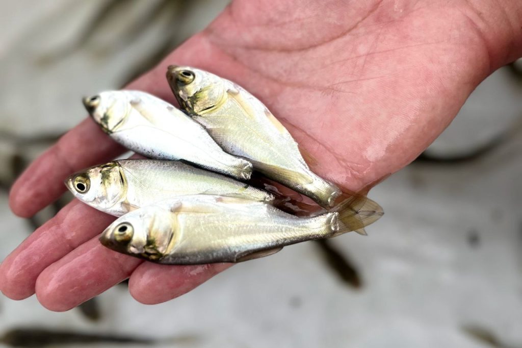 سیستم پرورش ماهی مداربسته 04