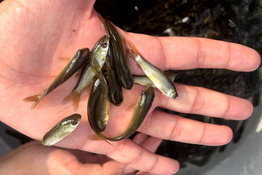 سیستم پرورش ماهی مداربسته 05