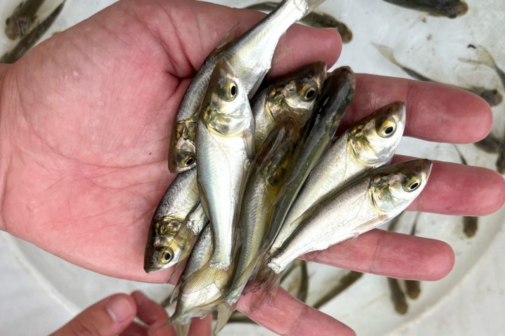 سیستم پرورش ماهی مداربسته