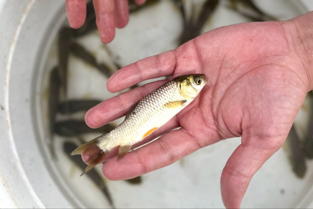 پرورش ماهی در استخر ژئوممبران 01