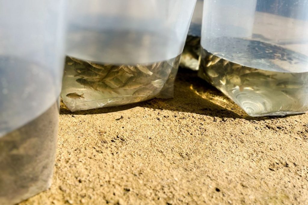 پرورش ماهی در استخر ژئوممبران 02