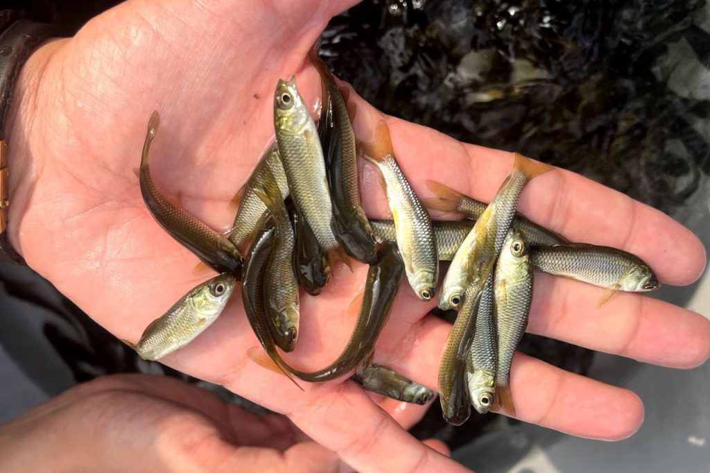 پرورش ماهی در استخر ژئوممبران 03