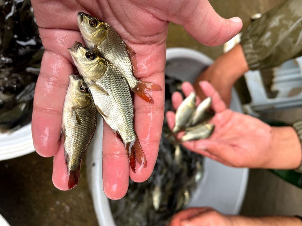 پرورش ماهی در استخر ژئوممبران 04